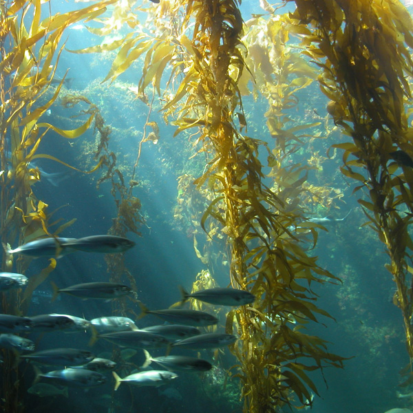 Kelp