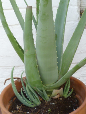 Aloe Vera