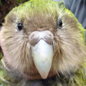 Kakapo