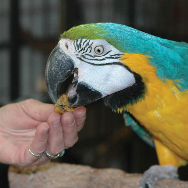 Birdie Bread