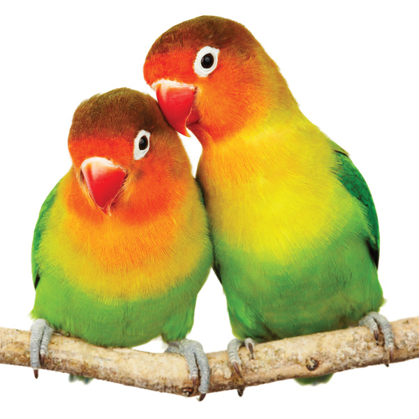 Lovebirds