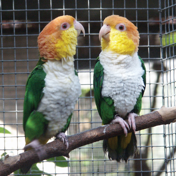 NewBird180White belliedCaiquesLoroParque