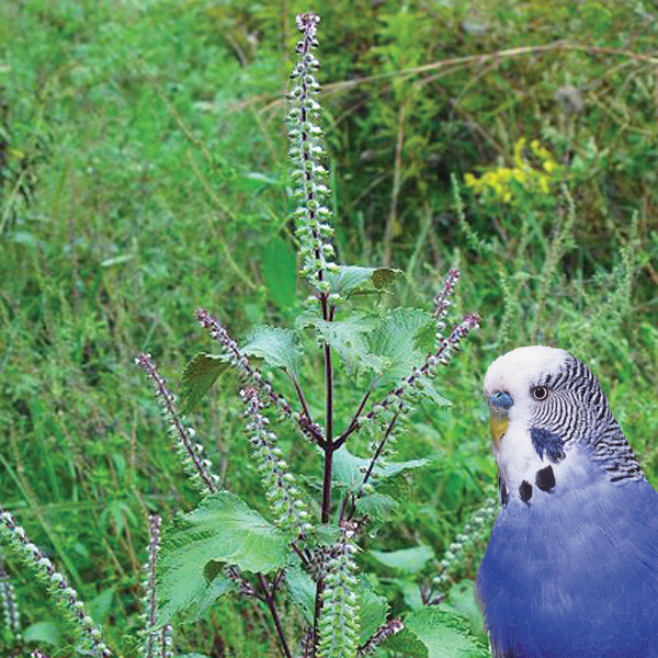 Perilla frutescens plantBudgie