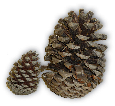 pine-cones