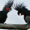 Hello, Palm Cockatoo!