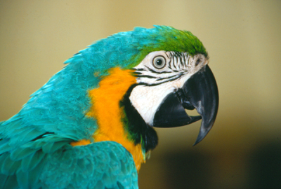 Blue & Gold Macaw