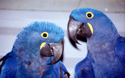 Breeding the Hyacinthine Macaw