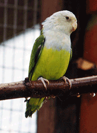 Lovebird, Madagascar