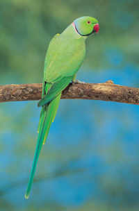 Indian Ringneck Parakeet