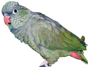 Coral-billed Pionus