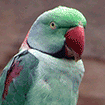 Indian ringneck