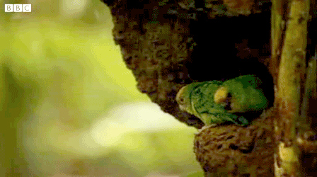 World's Smallest Parrot