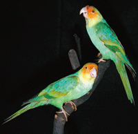 Carolina parakeet