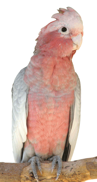 Beautiful Galahs