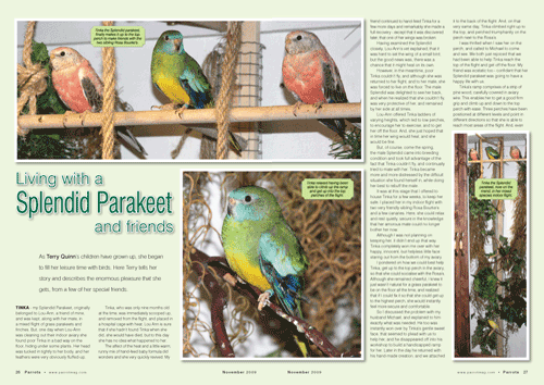 Parrots magazine