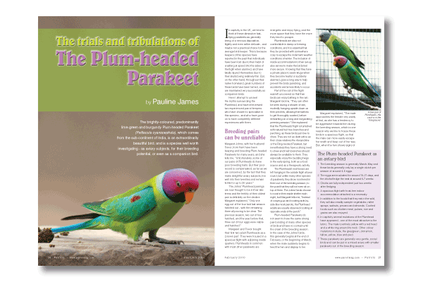 The Plum-headed Parakeet