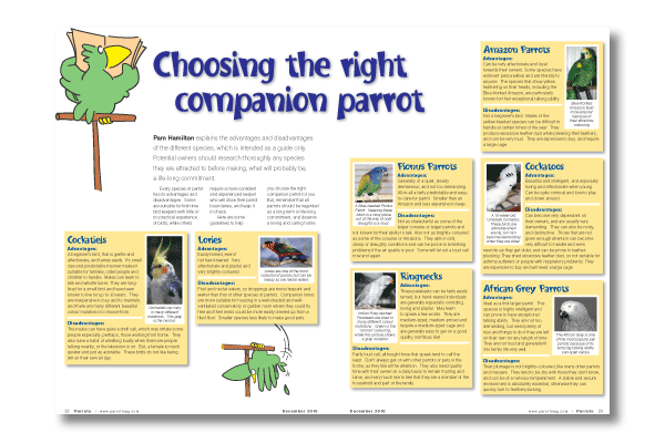 Choosing the right companion parrot