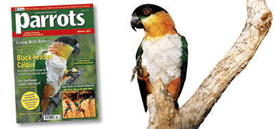 Parrots magazine issue 157