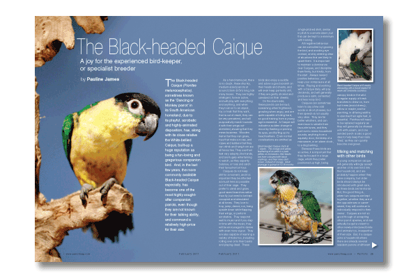 Parrots magazine 157