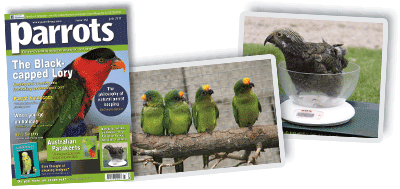 Parrots magazine edition 162