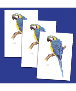 20 Parrot cards and envelopes - Blue & Gold Macaw