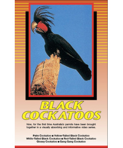 Land of Parrots - Black Cockatoos