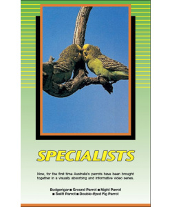 Land of Parrots - Specialists